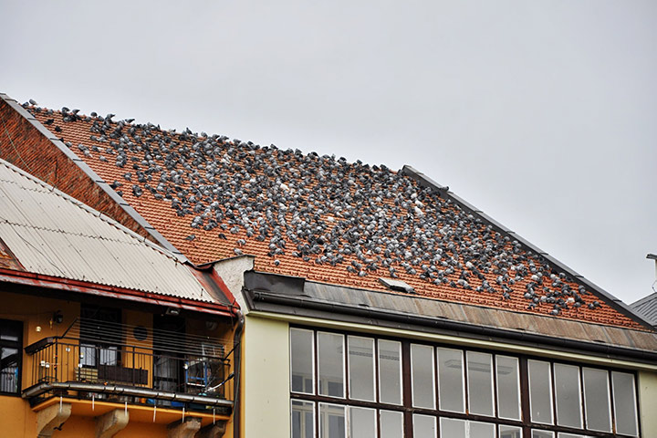 A2B Pest Control are able to install spikes to deter birds from roofs in High Wycombe. 