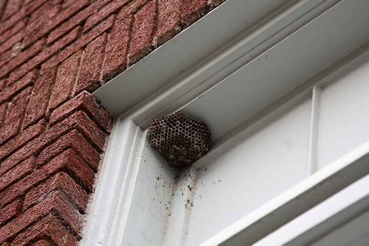 We provide a wasp nest removal service for domestic and commercial properties in High Wycombe.